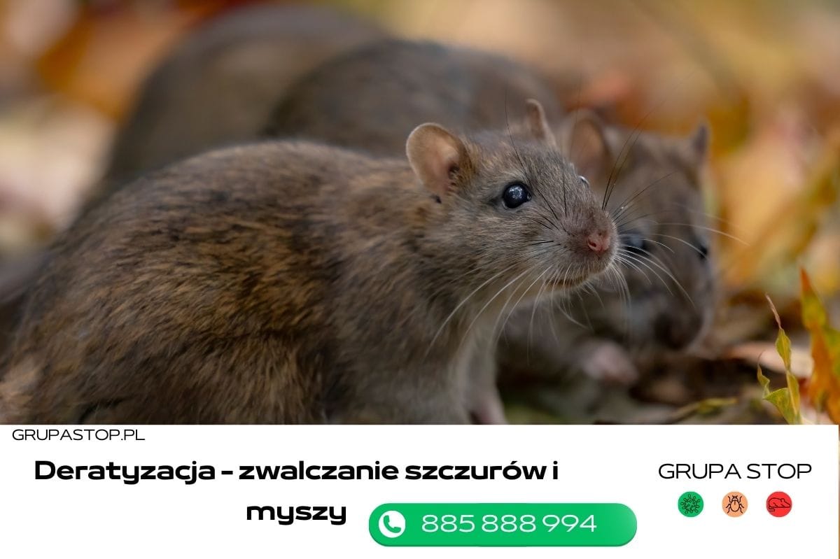 deratyzacja Grupa Stop